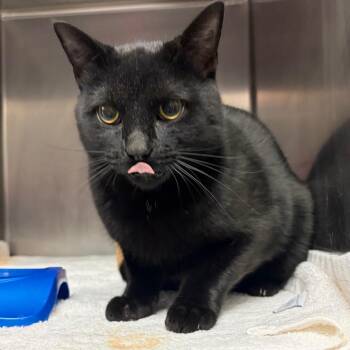 Domestic Short Hair and Bombay Cats Available for Adoption in Nashville, Tennessee - Oscar | PetCurious