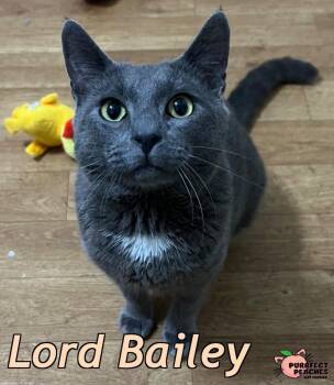 Russian Blue and Domestic Short Hair Cats Available for Adoption - Lord Bailey | PetCurious