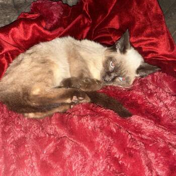 Aegon -  Siamese Cat for Adoption in Lancaster, Ohio - Aegon | PetCurious