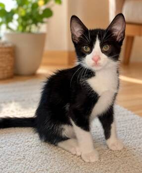 Lucky -  Domestic Short Hair Cat Available for Adoption in Allen, Texas - Lucky | PetCurious