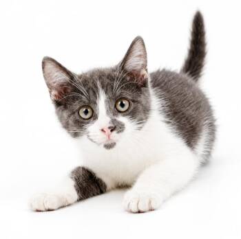 John is such a joy - Happiest kitten ever - so teeny -  Russian Blue and Turkish Van Cat for Adoption in Bedford Hills, New York - John Is Such A Joy - Happiest Kitten Ever - So Teeny | PetCurious