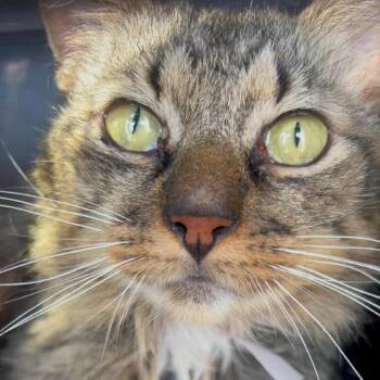 Foxie -  Domestic Long Hair Cat for Adoption in Tulsa, Oklahoma - Foxie | PetCurious