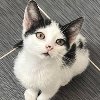 Miranda -  Domestic Short Hair Cat for Adoption in West Palm Beach, Florida - Miranda | PetCurious