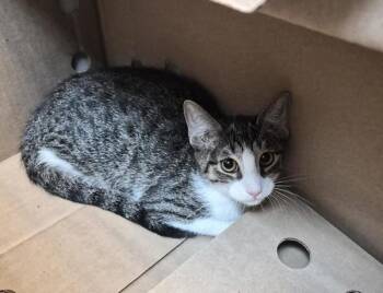 Magician -  Domestic Short Hair Cat for Adoption in New York, New York - Magician | PetCurious