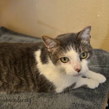 Maximus -  Domestic Short Hair Cat for Adoption in Cheyenne, Wyoming - Maximus | PetCurious