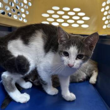 Bertha -  Domestic Short Hair Cat for Adoption in Birmingham, Alabama - Bertha | PetCurious