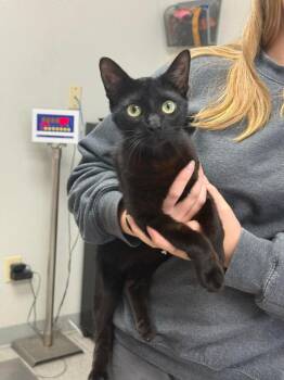 Domestic Short Hair Cats Available for Adoption in Sorrento, Louisiana - Arness | PetCurious