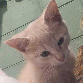 Lefty -  Domestic Short Hair Cat for Adoption in Seneca, South Carolina - Lefty | PetCurious