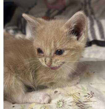 Iris -  Domestic Short Hair Cat for Adoption in Osseo, Michigan - Iris | PetCurious