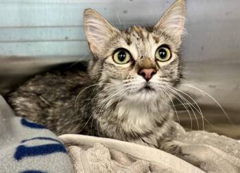 FOX -  Domestic Medium Hair Cat for Adoption in Kalamazoo, Michigan - FOX | PetCurious