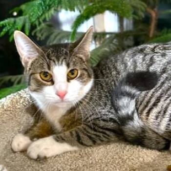 TANGY - TERRIFIC TIGER -  Bengal and Turkish Van Cat Available for Adoption in Oakwood, Georgia - TANGY - TERRIFIC TIGER | PetCurious