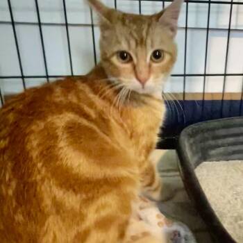 Wendy -  Domestic Short Hair Cat for Adoption in Moses Lake, Washington - Wendy | PetCurious