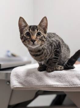 Rescue Domestic Short Hair Cats for Adoption in Cleveland, Ohio - Paper Airplane | PetCurious