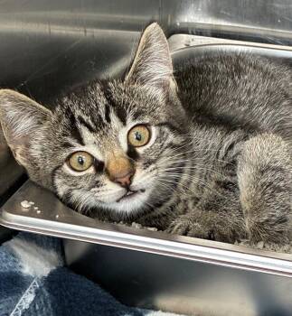 Domestic Short Hair Cats Available for Adoption in Hartsville, South Carolina - Slinky | PetCurious