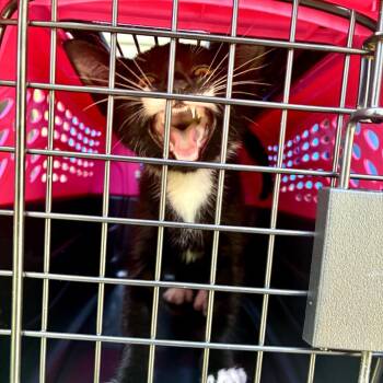 Mewby -  Domestic Short Hair Cat for Adoption in Chattanooga, Tennessee - Mewby | PetCurious