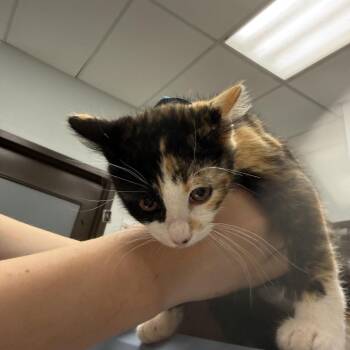 Caramel Cluster -  Domestic Short Hair Cat for Adoption in Durango, Colorado - Caramel Cluster | PetCurious