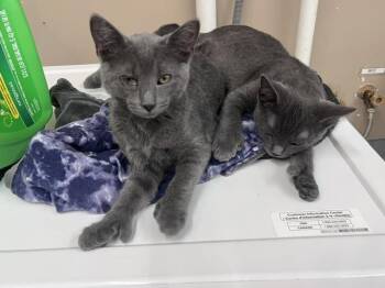 Marlin -  Domestic Short Hair Cat for Adoption in Dayton, Ohio - Marlin | PetCurious