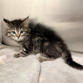 Domestic Medium Hair Cats Available for Adoption in Warrensburg, Missouri - Troy | PetCurious