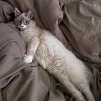 Yugi -  Siberian Cat Available for Adoption in Augusta, Georgia - Yugi | PetCurious
