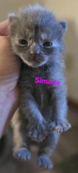 Domestic Short Hair Cats Available for Adoption - Simone | PetCurious
