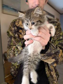 Domestic Long Hair Cats Available for Adoption in Savannah, Georgia - Aliza | PetCurious