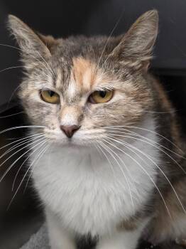 Athena -  Domestic Short Hair Cat for Adoption in Huntington, Indiana - Athena | PetCurious