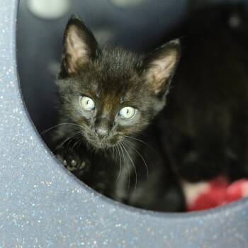 Sushi (Green) -  Domestic Short Hair Cat for Adoption in Idaho Falls, Idaho - Sushi (Green) | PetCurious