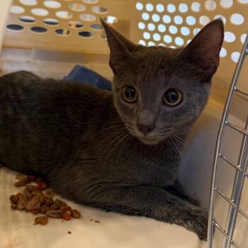 Princess Diaries -  Domestic Short Hair Cat for Adoption in Charlottesville, Virginia - Princess Diaries | PetCurious