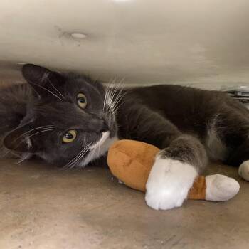 Domestic Short Hair Cats Available for Adoption in Spokane, Washington - Disco | PetCurious