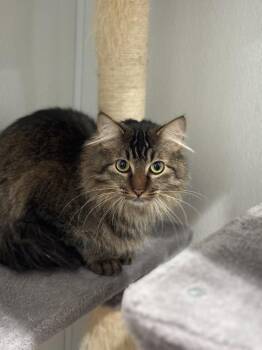 Domestic Medium Hair Cats Available for Adoption in Dallas, Texas - Pablo | PetCurious