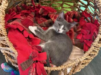 Paperclip -  Domestic Short Hair Cat for Adoption in Brighton, New York - Paperclip | PetCurious