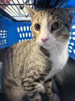Timmy -  Domestic Short Hair Cat for Adoption in Ontario, California - Timmy | PetCurious