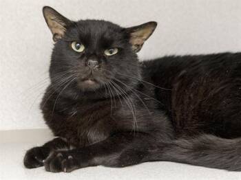 Domestic Short Hair Cats Available for Adoption in Phoenix, Arizona - PETER | PetCurious