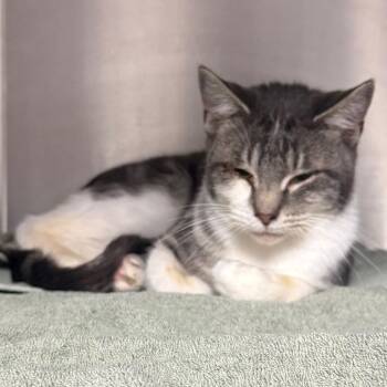 Hooters -  American Shorthair Cat for Adoption in Normal, Illinois - Hooters | PetCurious