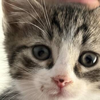 Martini -  Domestic Short Hair Cat for Adoption in Silver Spring, Maryland - Martini | PetCurious