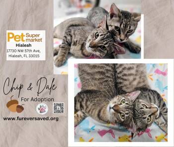 Domestic Short Hair Cats Available for Adoption in Miami, Florida - Chip And Dale | PetCurious