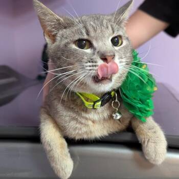 Callum -  Domestic Short Hair Cat for Adoption in Johnstown, Pennsylvania - Callum | PetCurious