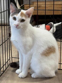 Rescue American Shorthair and Calico Cats for Adoption in Massapequa, New York - WHITNEY | PetCurious
