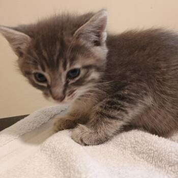 Esquite -  Domestic Short Hair Cat for Adoption in Pasadena, California - Esquite | PetCurious
