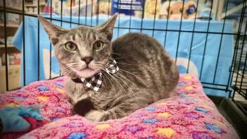 Rescue Domestic Short Hair Cats for Adoption in East Orange, New Jersey - Tyler | PetCurious