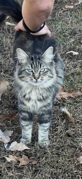 Rescue Domestic Long Hair and Maine Coon Cats for Adoption in New Blaine, Arkansas - Renley | PetCurious