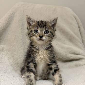 Tabby Cats Available for Adoption in Beach Park, Illinois - Pebbles | PetCurious