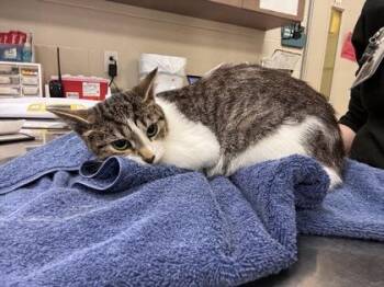 Camila -  Domestic Short Hair Cat for Adoption in Fishers, Indiana - Camila | PetCurious