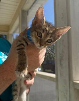 Gary -  Domestic Short Hair Cat for Adoption in Kingsland, Georgia - Gary | PetCurious