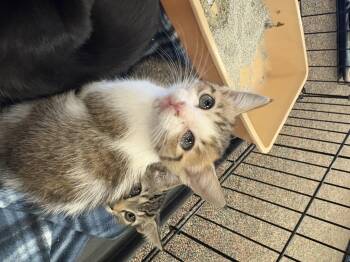 Rescue Domestic Medium Hair Cats for Adoption in Youngstown, Florida - Poppy | PetCurious