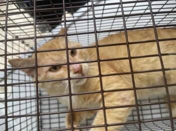 Domestic Short Hair Cats Available for Adoption in Houston, Texas - CHUNK | PetCurious