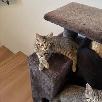 Ernie -  Domestic Short Hair Cat for Adoption in Chicago, Illinois - Ernie | PetCurious