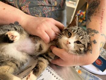 Domestic Short Hair Cats Available for Adoption - **Cat Cafe** Celine | PetCurious