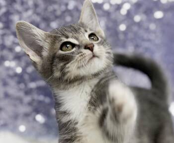 Carl is crazy cute - TINY WEENY senior adorable -  Silver and Tabby Cat for Adoption in Bedford Hills, New York - Carl Is Crazy Cute - TINY WEENY Senior Adorable | PetCurious