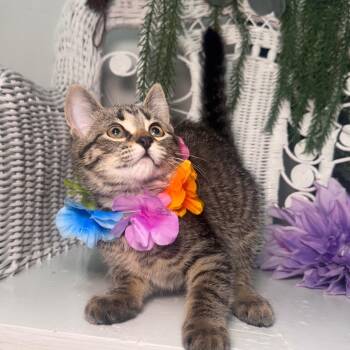 Balanchine Ballet 56336 -  Domestic Short Hair Cat for Adoption in Eaton Rapids, Michigan - Balanchine Ballet 56336 | PetCurious
